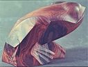 nd040frog.jpg